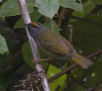 Russet-crowned Warbler