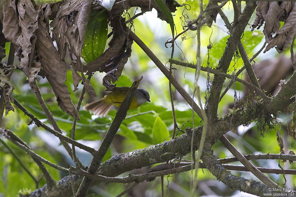 Paruline à diadèmeadulte, identification