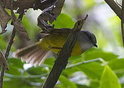 Russet-crowned Warbler