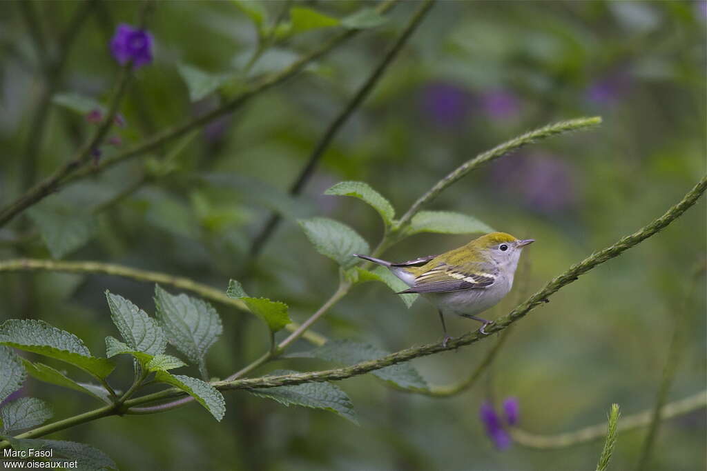 Chestnut-sided Warblerjuvenile, identification