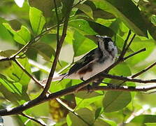 Chestnut-sided Warbler