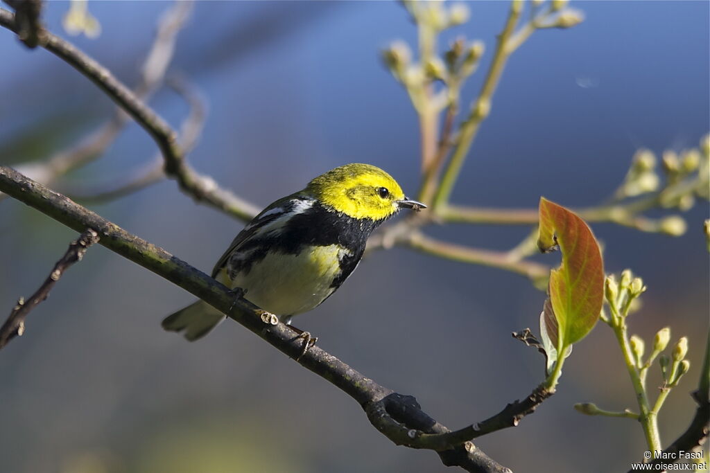 Black-throated Green Warbler male adult breeding, identification