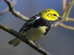 Black-throated Green Warbler