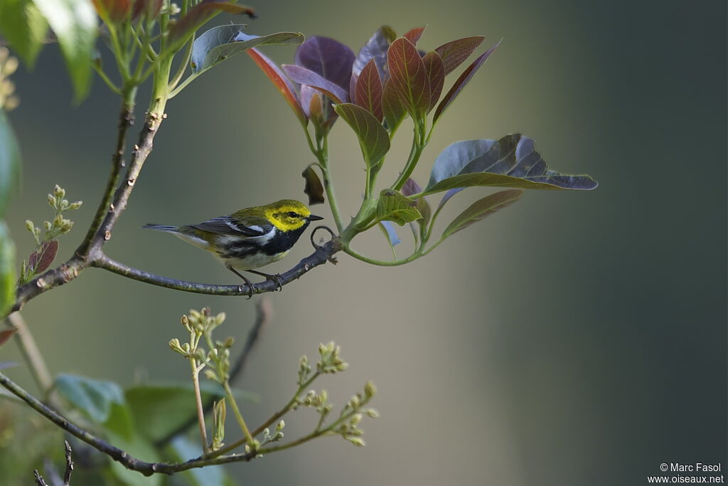 Black-throated Green Warbler male adult breeding, identification