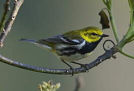 Black-throated Green Warbler