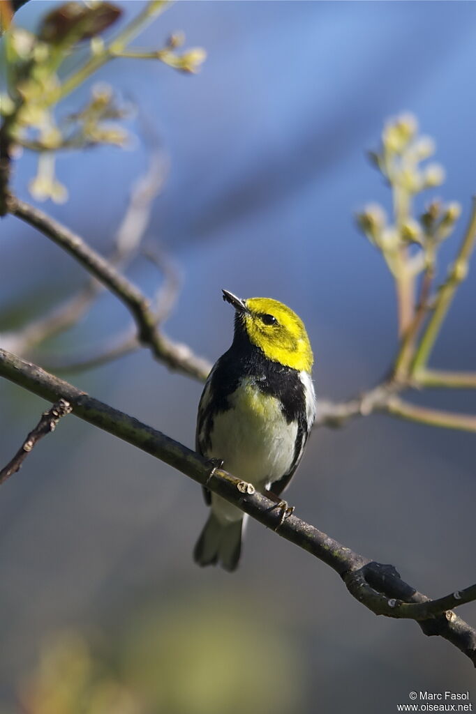 Black-throated Green Warbler male adult breeding, identification