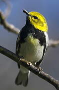 Black-throated Green Warbler