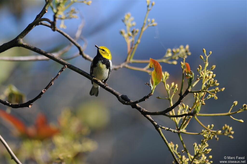 Black-throated Green Warbler