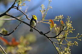 Black-throated Green Warbler