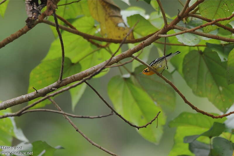Paruline à gorge orangée mâle adulte, habitat