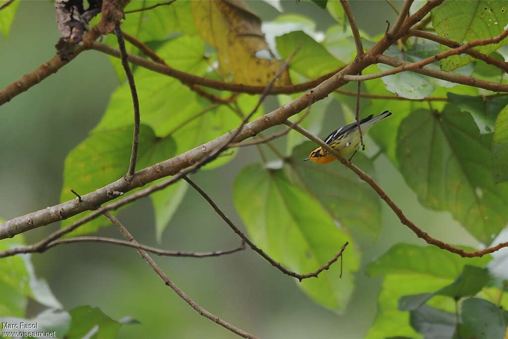 Blackburnian Warbler male adult, habitat