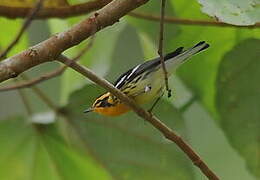 Blackburnian Warbler