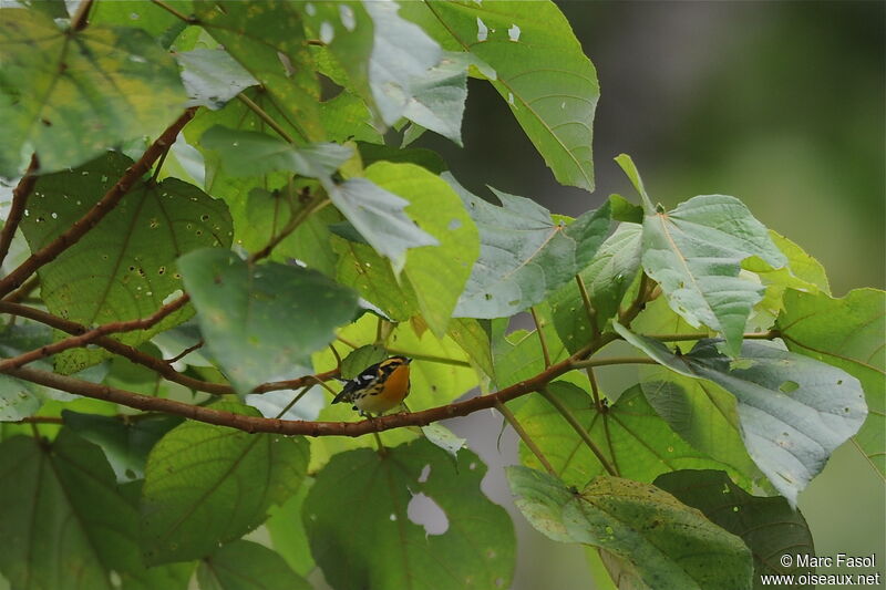 Paruline à gorge orangée mâle adulte, identification