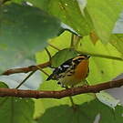 Paruline à gorge orangée