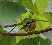 Paruline à gorge orangée