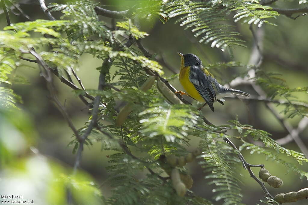 Tropical Parulaadult, identification