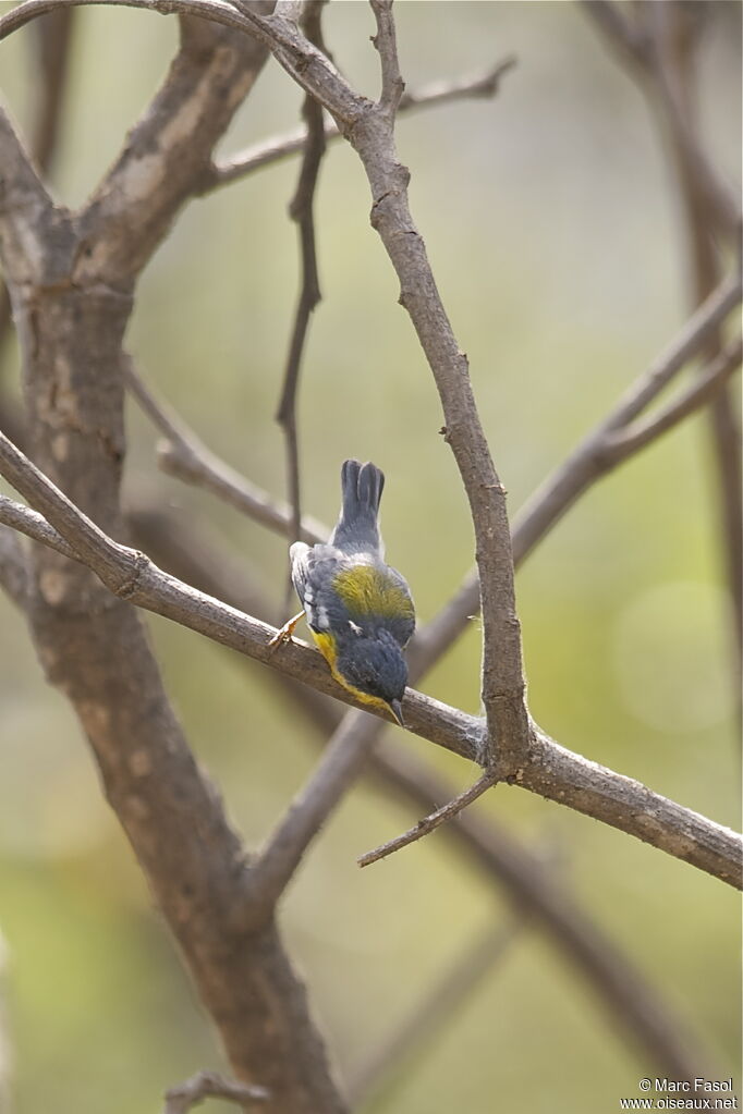 Tropical Parula male adult, identification