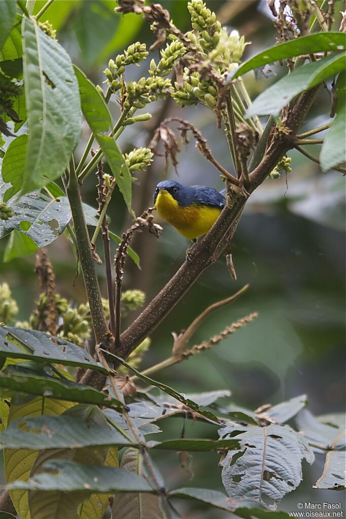 Tropical Parulaadult, identification, Behaviour