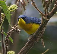 Tropical Parula