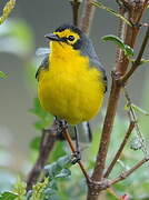 Spectacled Whitestart