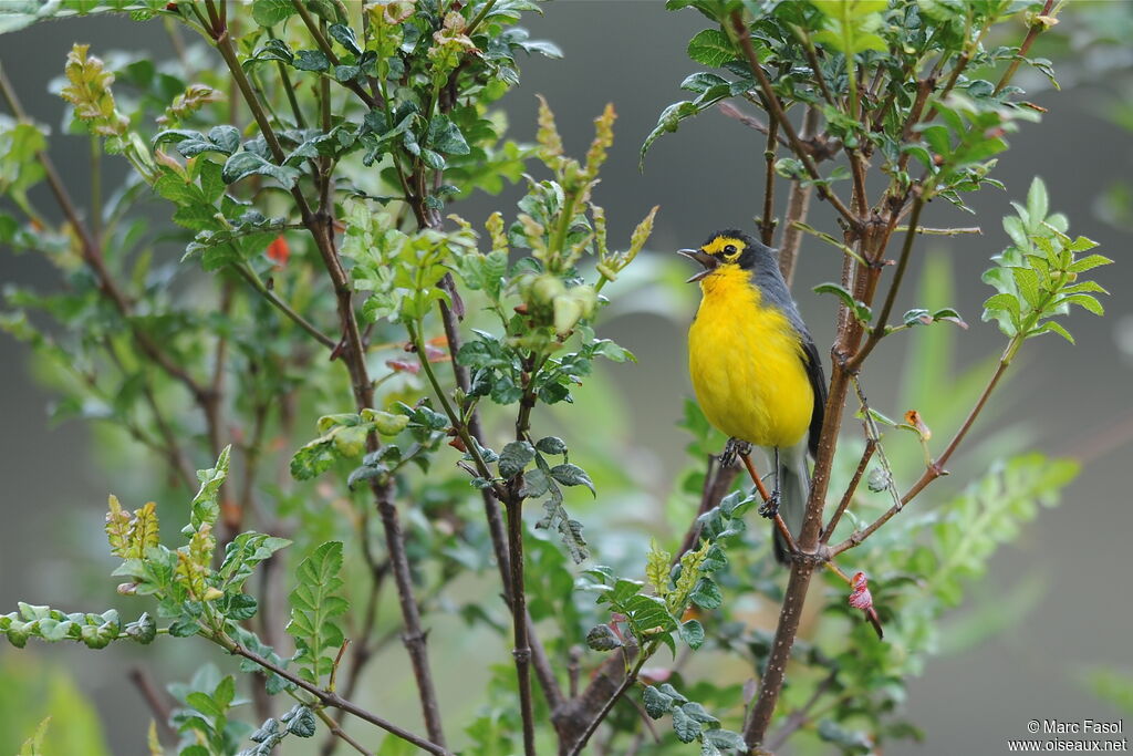 Spectacled Whitestart male adult breeding, song