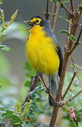 Spectacled Whitestart