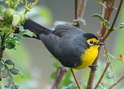 Spectacled Whitestart