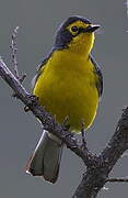 Spectacled Whitestart