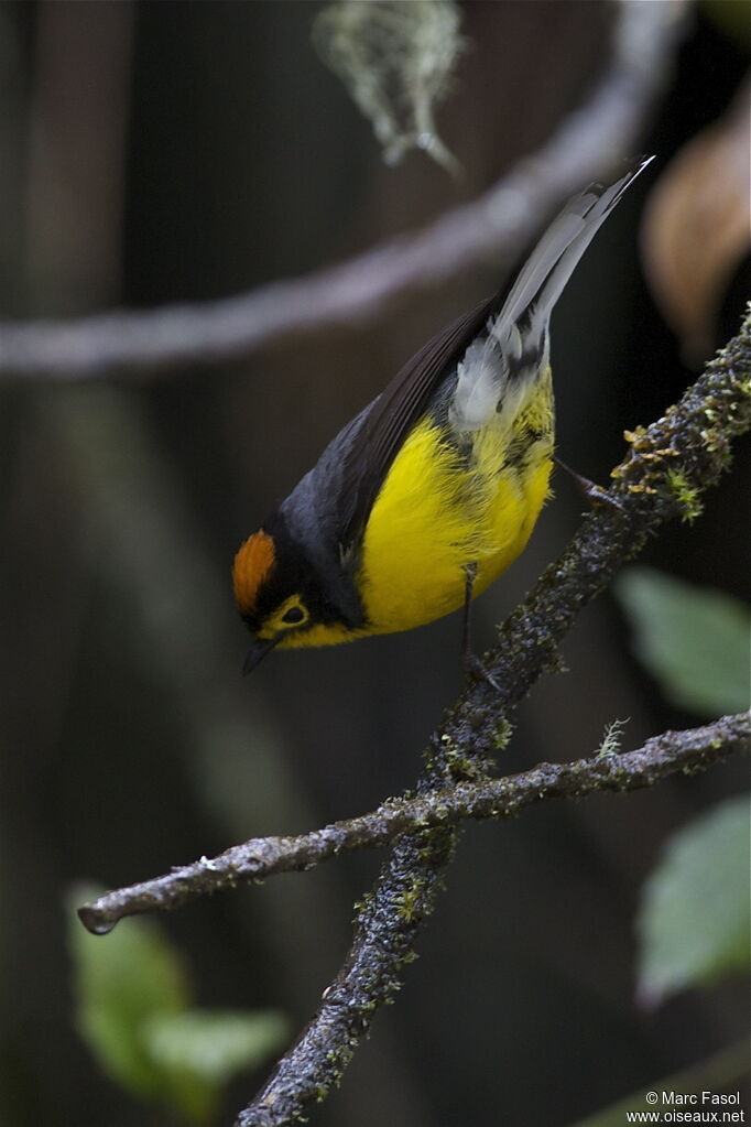 Spectacled Whitestartadult, identification