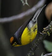 Spectacled Whitestart