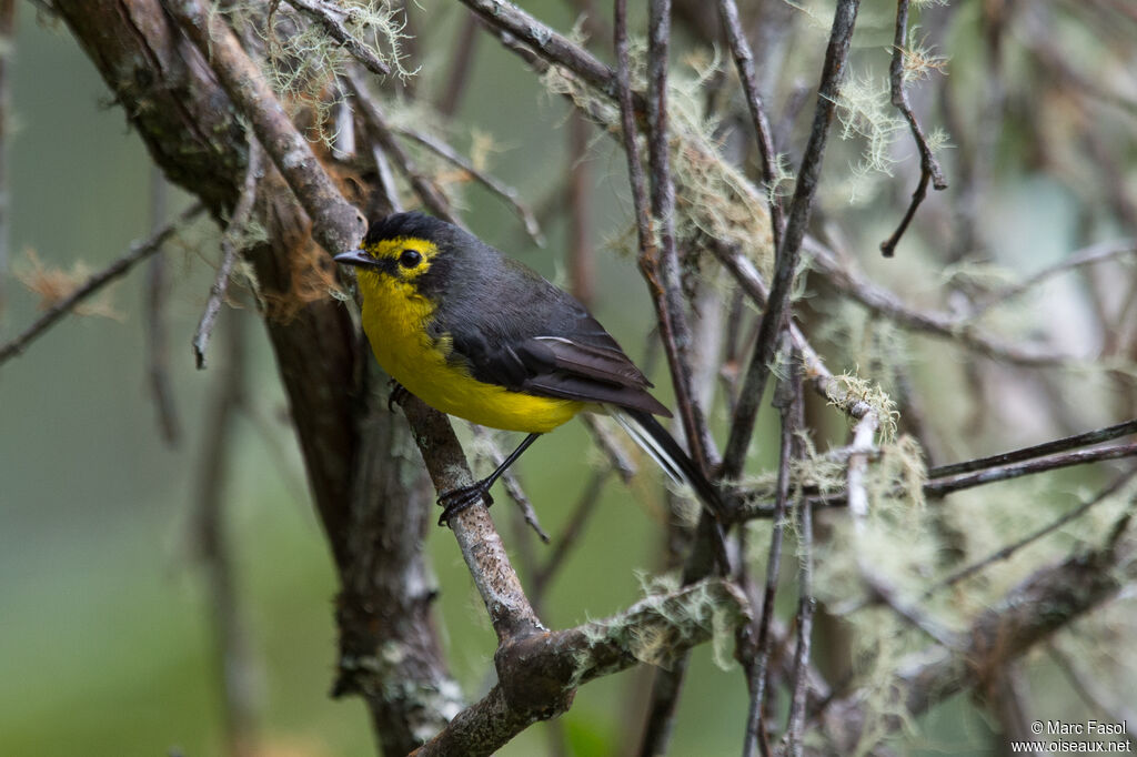 Spectacled Whitestartadult, identification