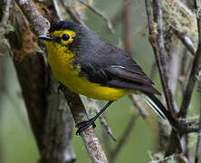 Spectacled Whitestart