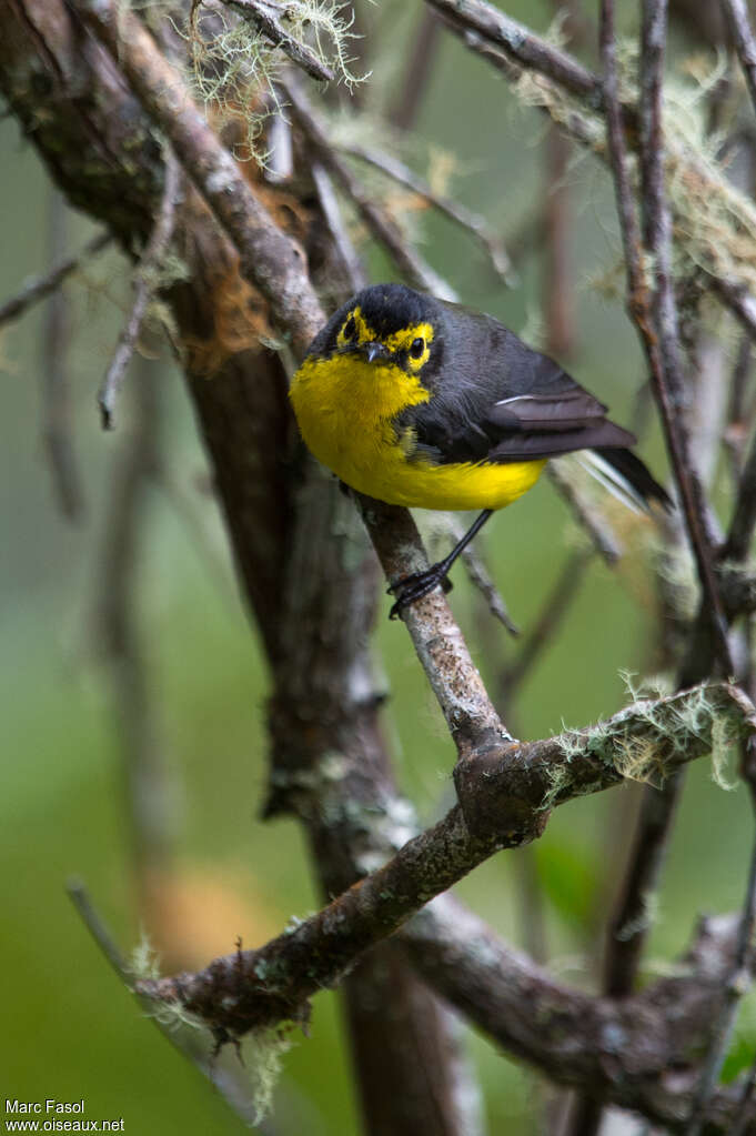 Spectacled Whitestartadult