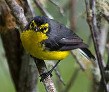 Spectacled Whitestart