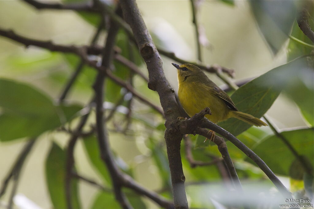 Pale-legged Warbleradult, identification