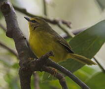 Pale-legged Warbler