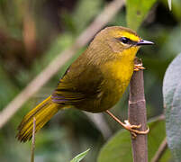 Pale-legged Warbler