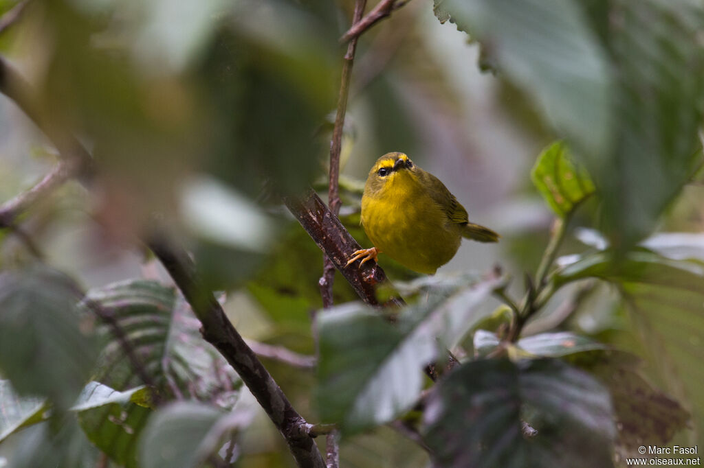 Pale-legged Warbleradult, identification