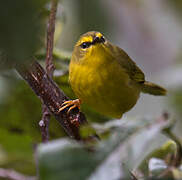 Pale-legged Warbler