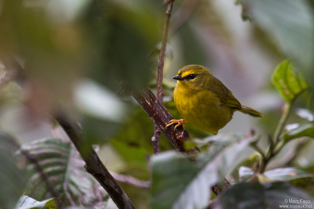 Pale-legged Warbleradult, identification