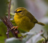 Pale-legged Warbler