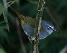 White-rimmed Warbler