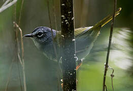 White-rimmed Warbler