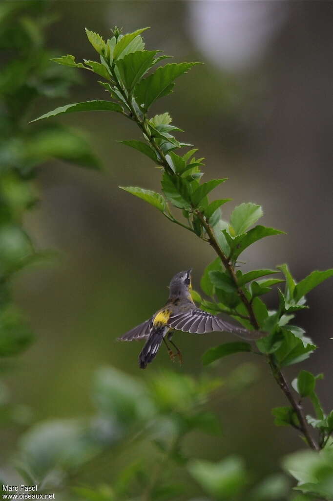 Magnolia Warbler male adult, pigmentation, Flight, Behaviour