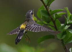 Magnolia Warbler