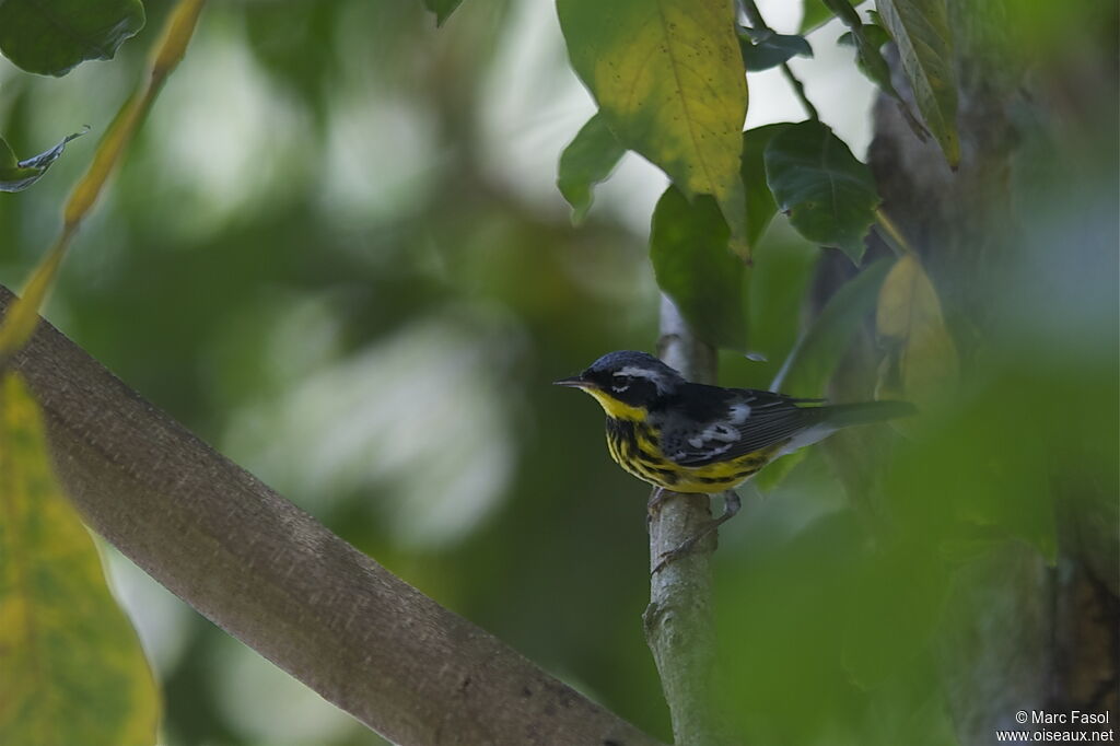 Magnolia Warbler male adult, identification