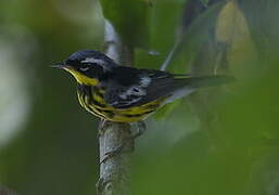 Magnolia Warbler