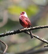 Pink-headed Warbler