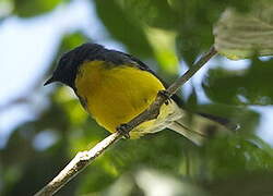 Slate-throated Whitestart