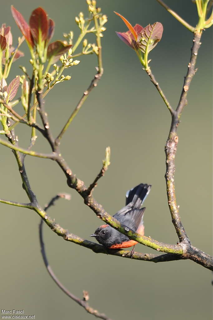 Slate-throated Whitestartadult, pigmentation, Behaviour